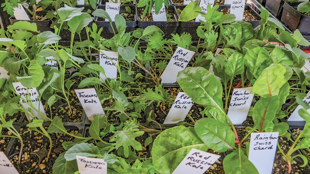 cashiers-nc-locally-grown-farmers-market-plants