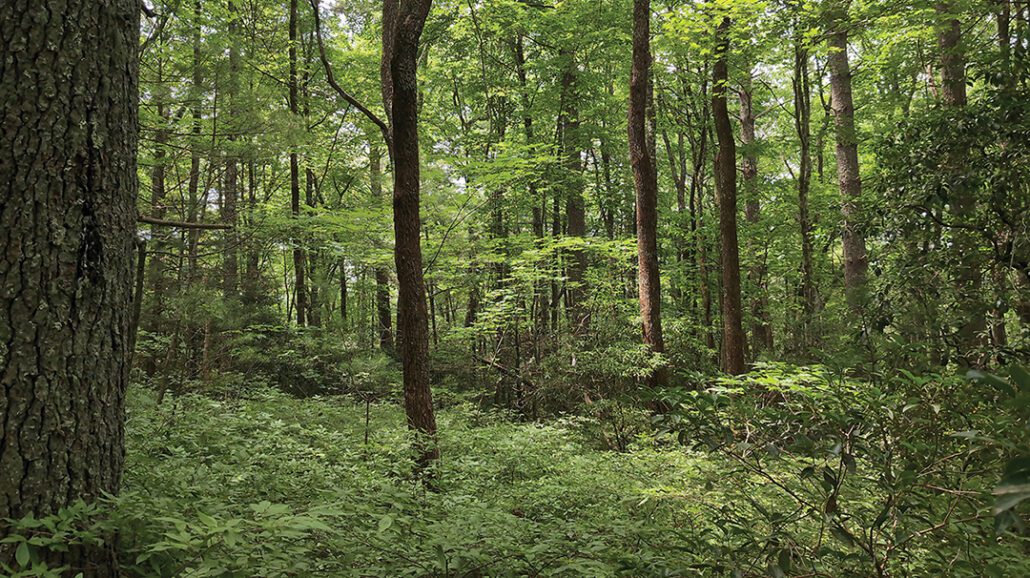 highlands-cashiers-land-trust-forrest