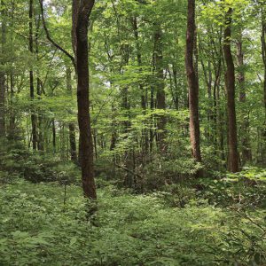 highlands-cashiers-land-trust-forrest