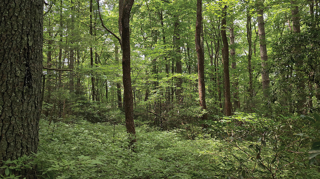 Echoes of the Primeval Forest