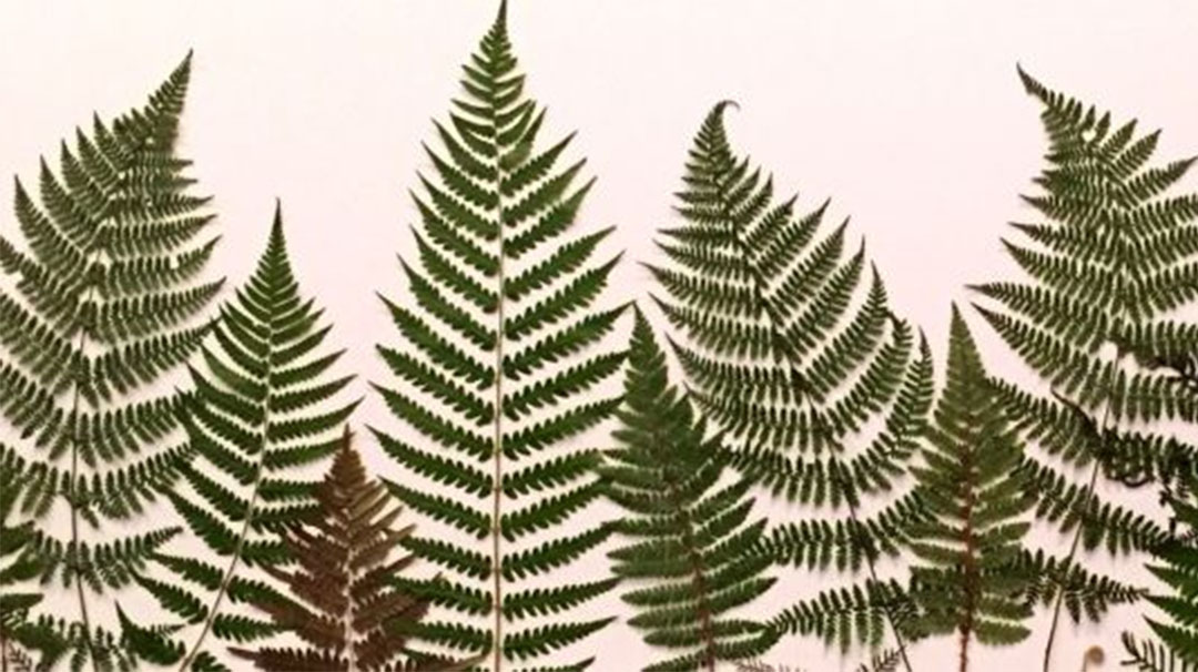 highlands-nc-acorns-southern-botanics-art-showcase