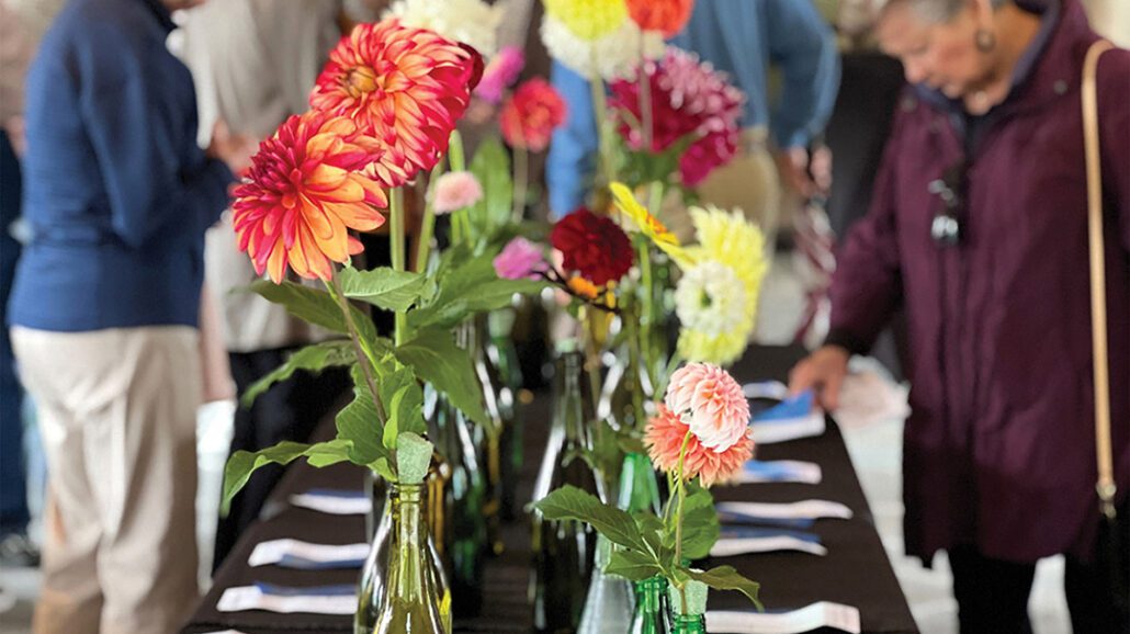 highlands-nc-bascom-dahlia-festival-blooms