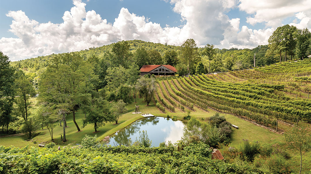 highlands-nc-vineyard-at-high-holly-landscape