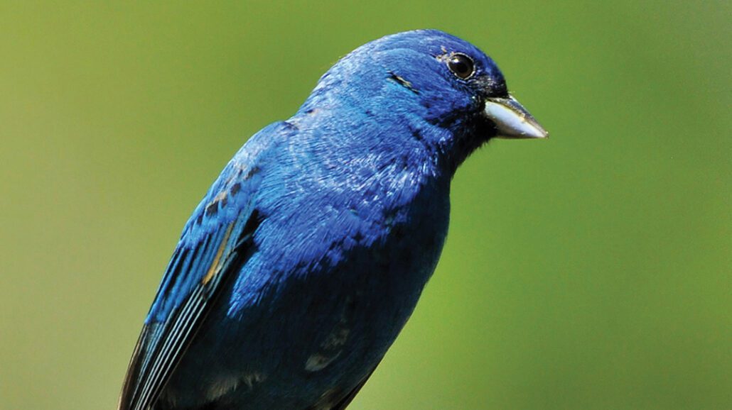 highlands-plateau-audubon-Bunting