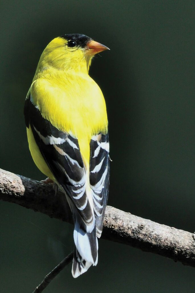 highlands-plateau-audubon-Goldfinch