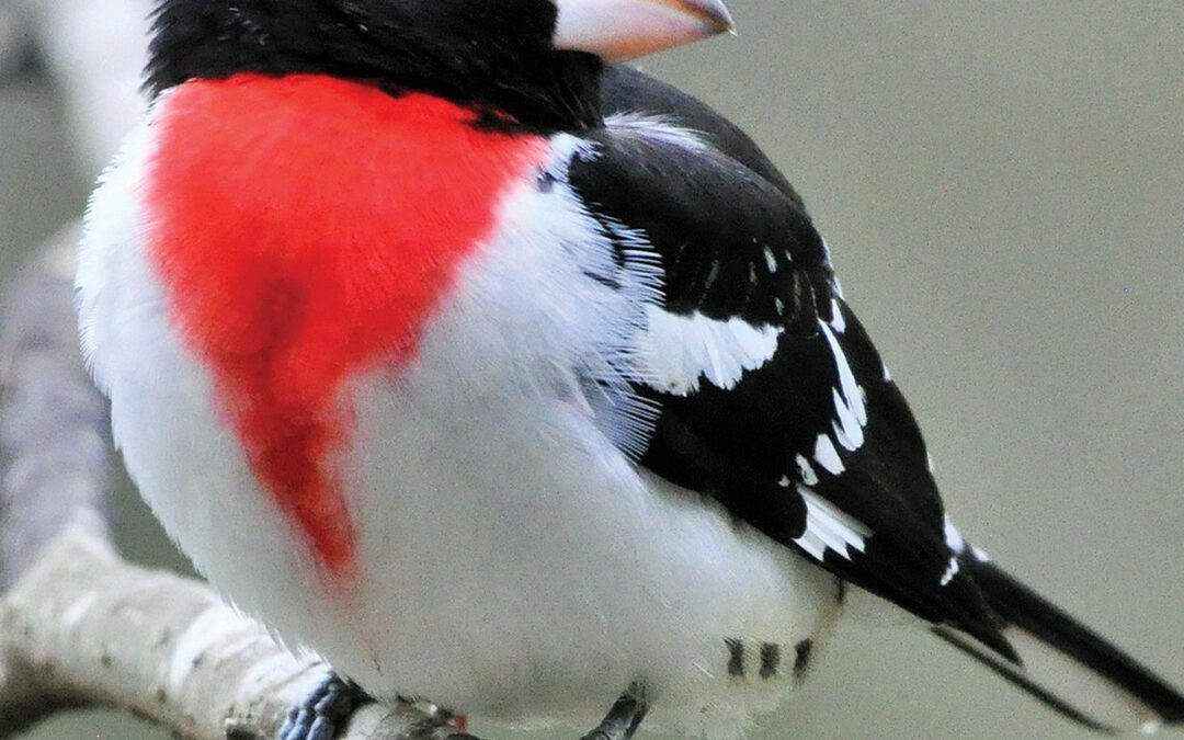 Four Cameras and a Hundred Birds