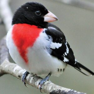highlands-plateau-audubon-Grosbeak