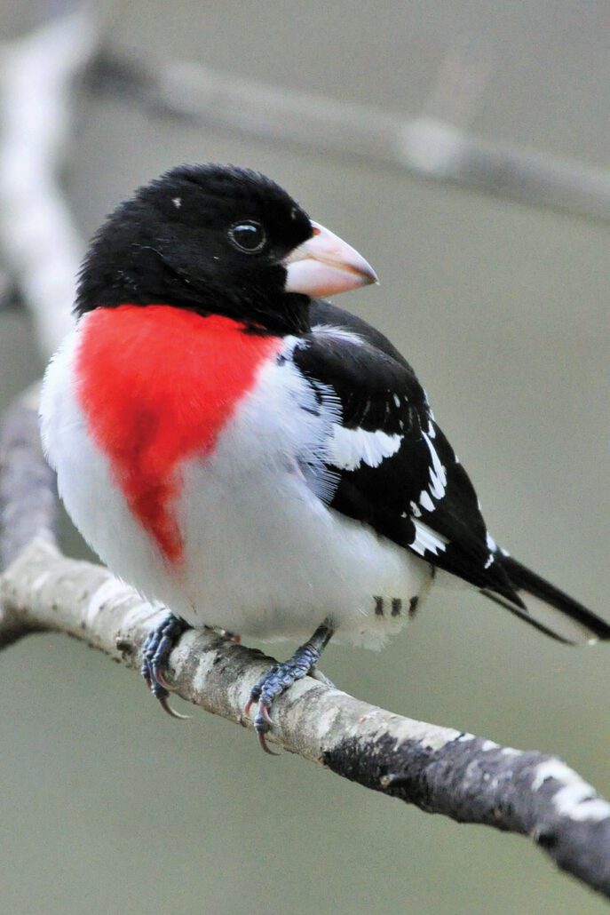 highlands-plateau-audubon-Grosbeak