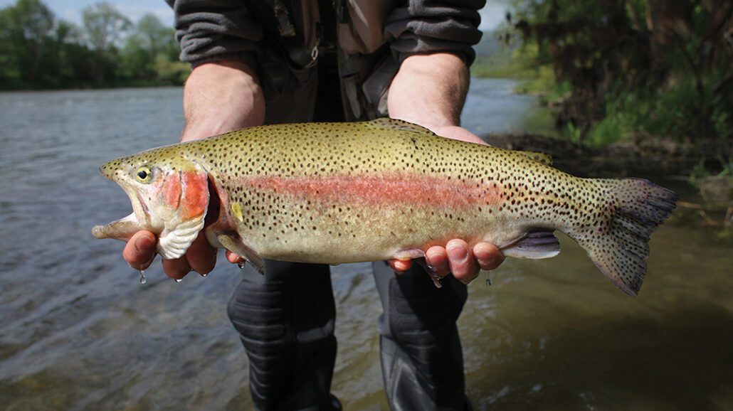 stock-rainbow-trout.jpg