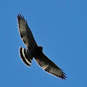 Broad-winged-Hawk-William-McReynolds