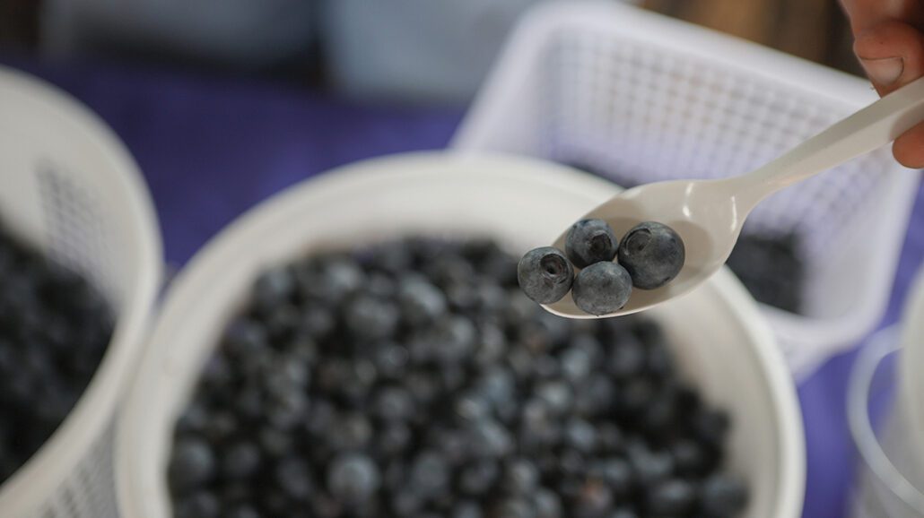 cashiers-nc-green-market-blueberries