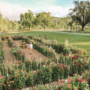 cashiers-nc-high-hampton-dahlia-festival