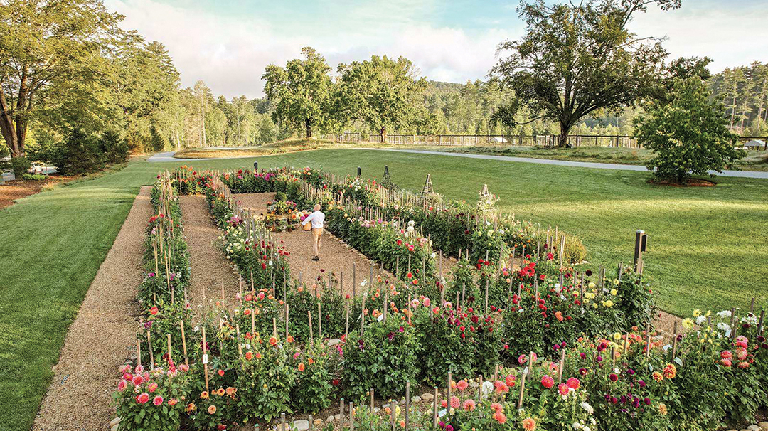 Dahlia Days on The Plateau