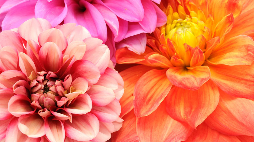 cashiers-nc-village-green-carolinas-dahlia-show