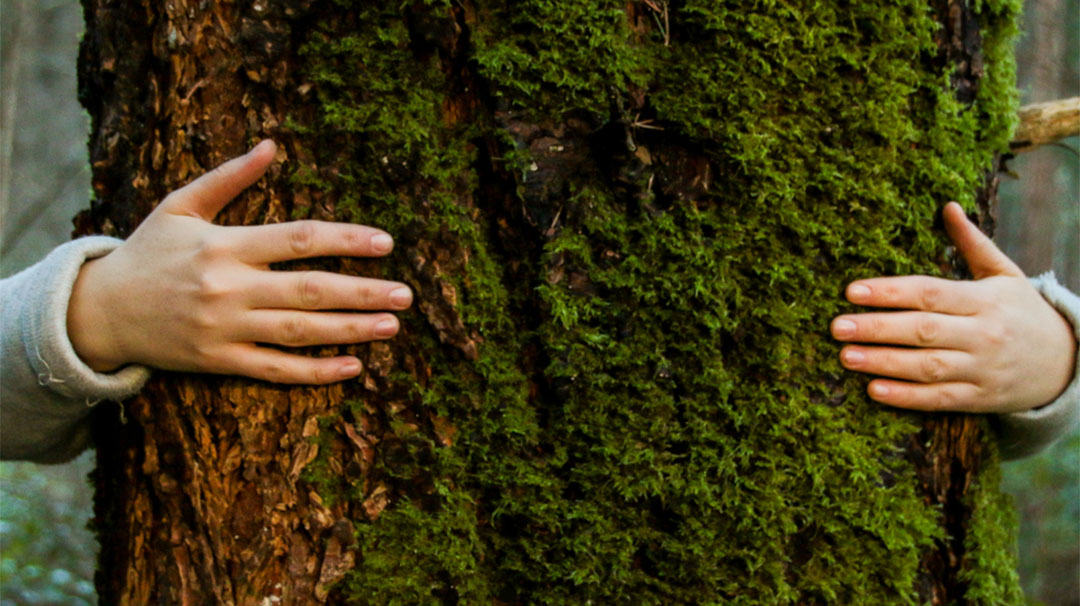 cashiers-nc-village-green-nature-series-plants-invasive