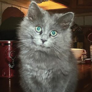 highlands-nc-Carpe-Diem-Farms-Kitty