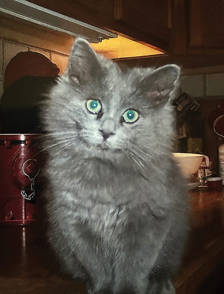 highlands-nc-Carpe-Diem-Farms-Kitty