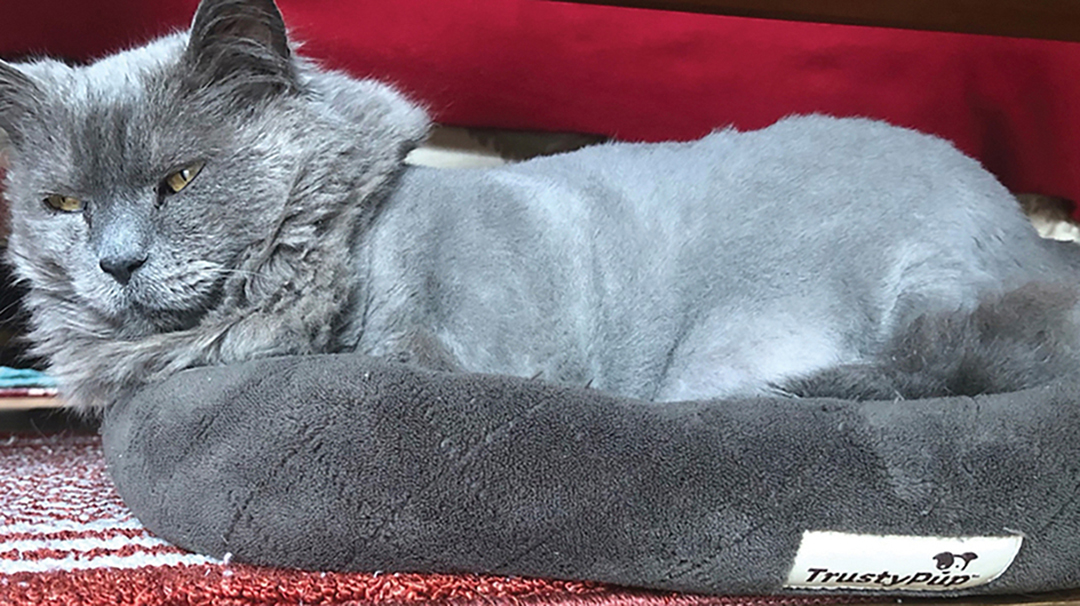 highlands-nc-carpe-diem-kitty-chill