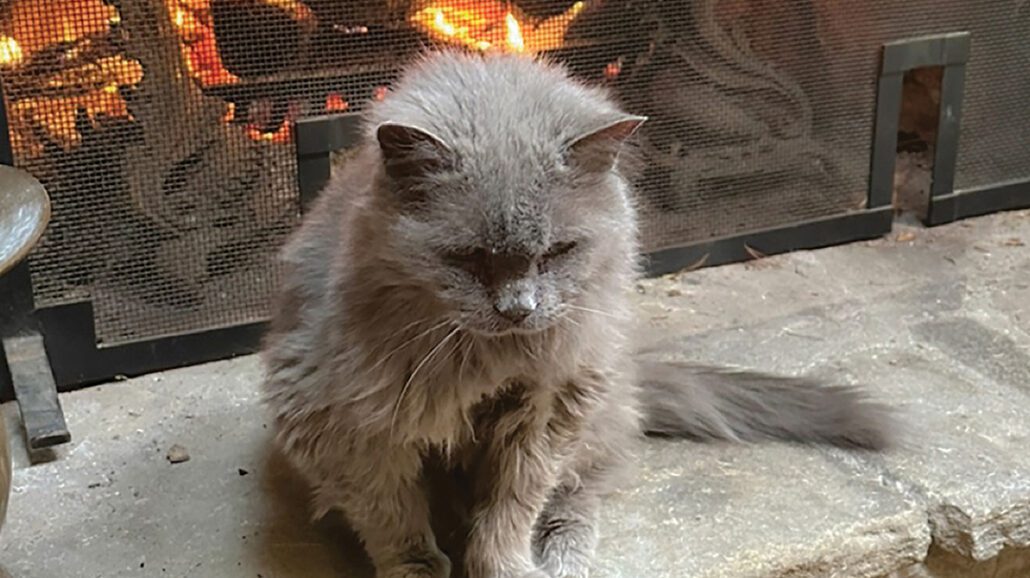 highlands-nc-carpe-diem-kitty-fire