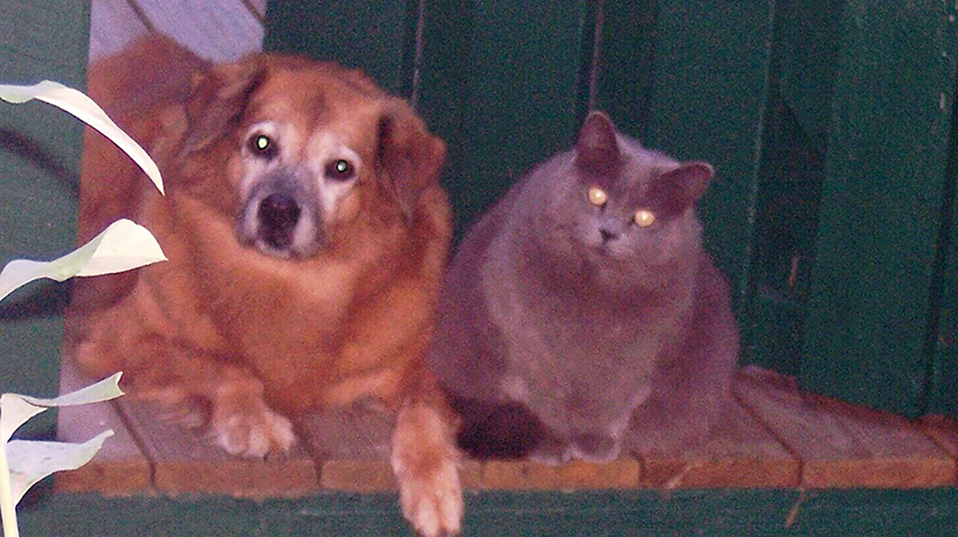 highlands-nc-carpe-diem-kitty-one