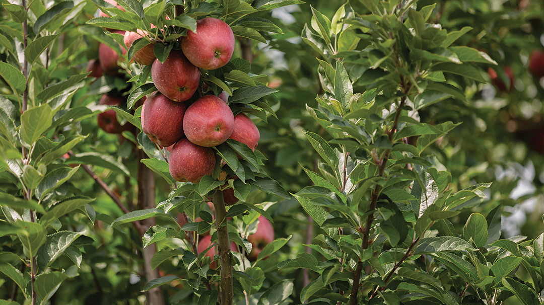 Heirloom Apples, Hidden  Histories
