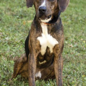 cashiers-highlands-humane-society-clyde