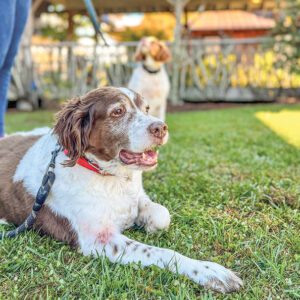 cashiers-nc-blessing-of-the-animals-dog