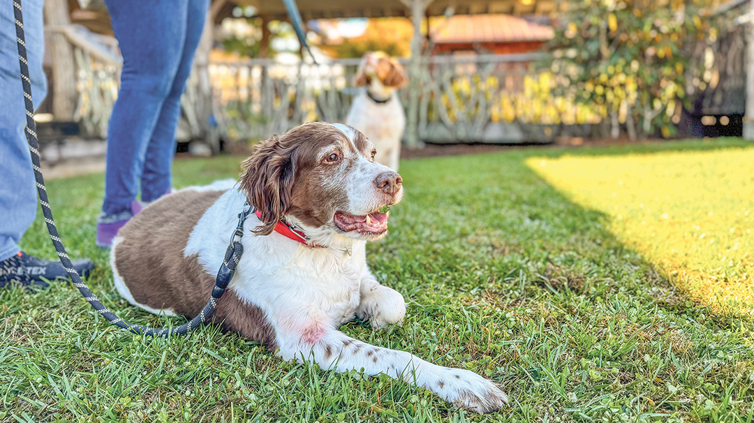 cashiers-nc-blessing-of-the-animals-dog