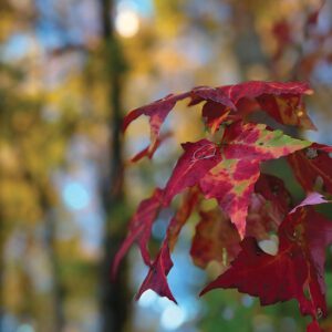 cashiers-nc-fall-leaves
