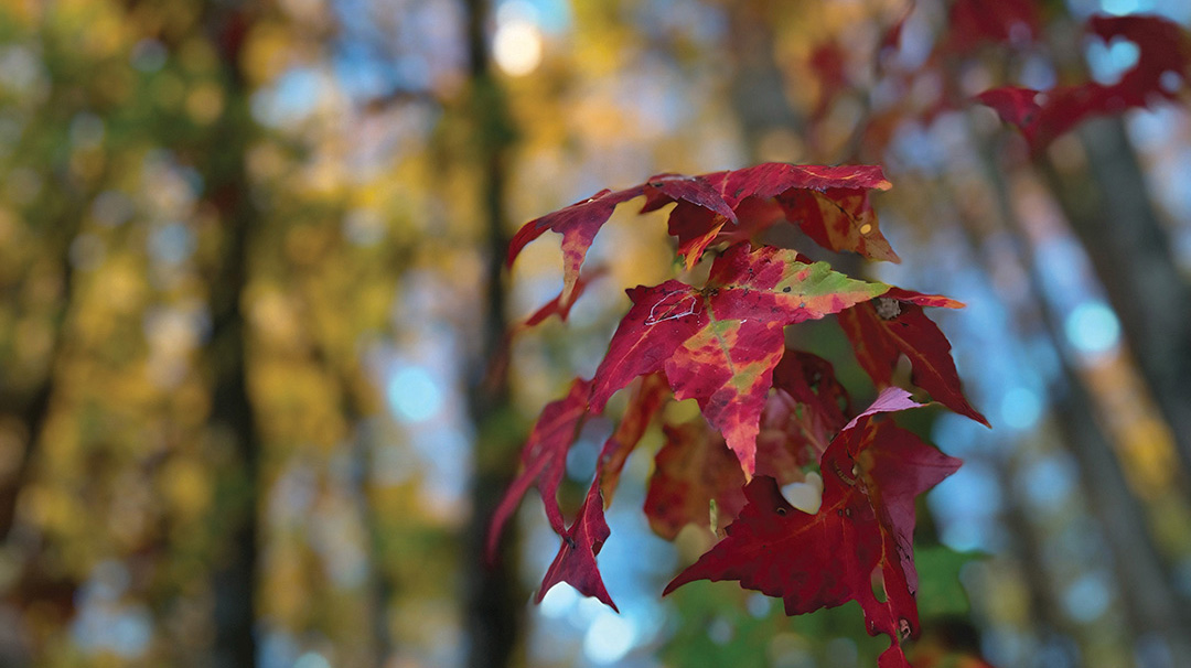 cashiers-nc-fall-leaves