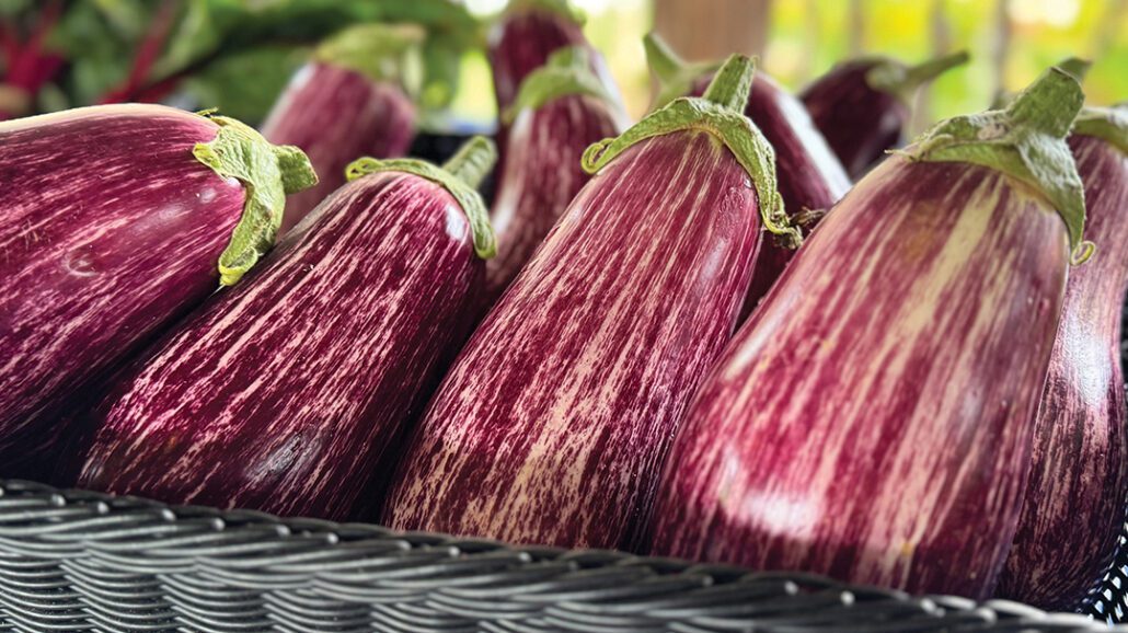 cashiers-nc-farmers-market-eggplant