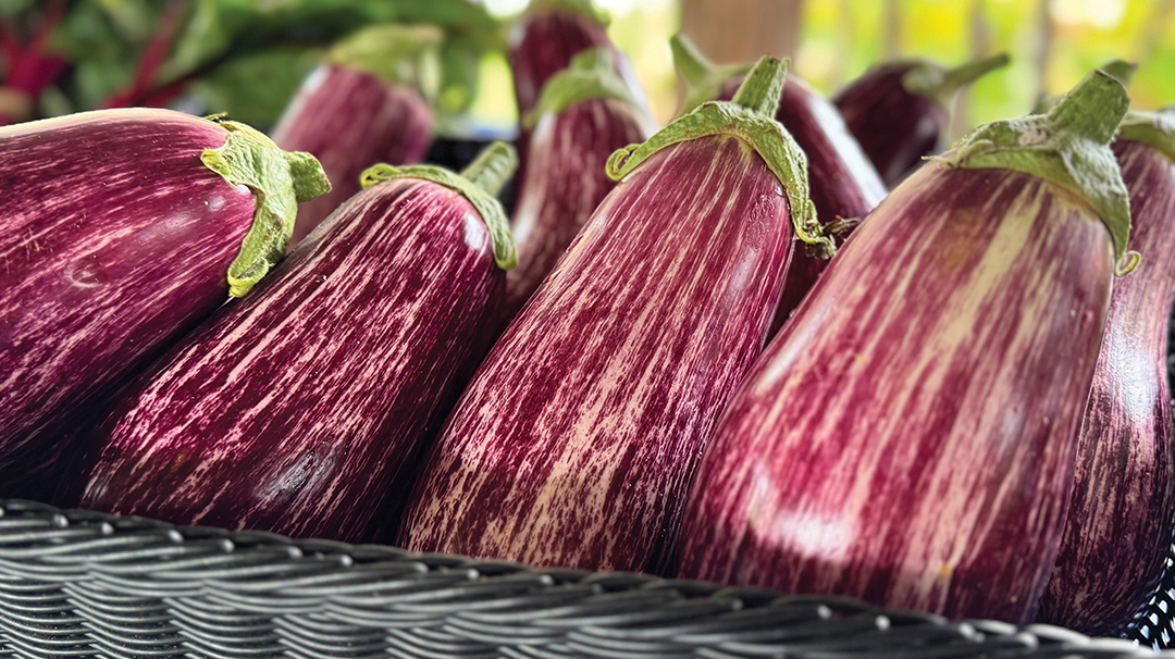 cashiers-nc-farmers-market-eggplant