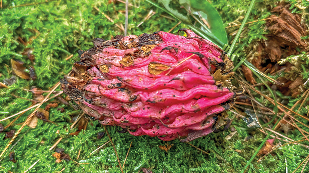 clayton-ga-warwoman-dell-shroom