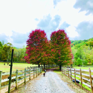 fall-colors-pasture-fall-trees
