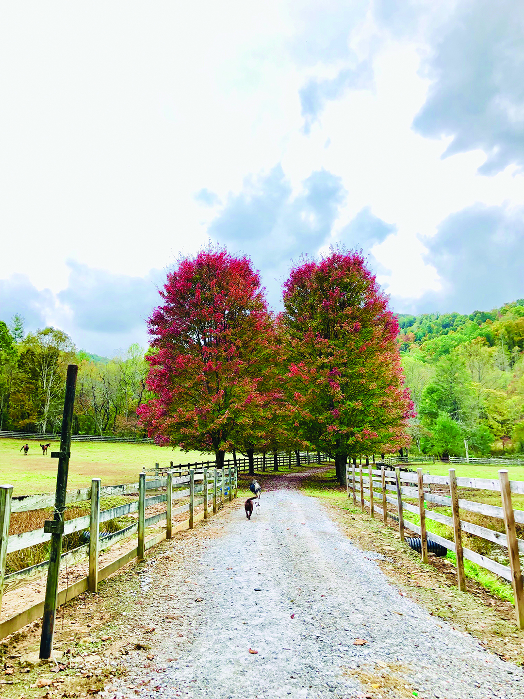 fall-colors-pasture-fall-trees