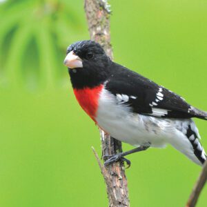 highlands-audubon-Grosbeak-Rose-breasted