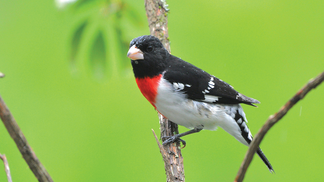 highlands-audubon-Grosbeak-Rose-breasted