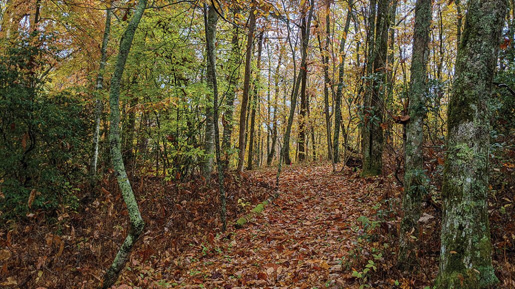 highlands-cashiers-land-trust-fall-foliage-andrew-renfro
