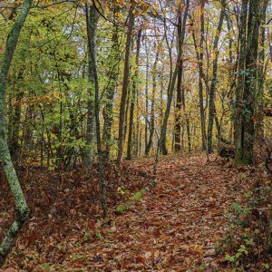 highlands-cashiers-land-trust-fall-foliage-andrew-renfro