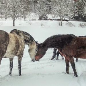 highlands-nc-carpe-diem-snow-horses