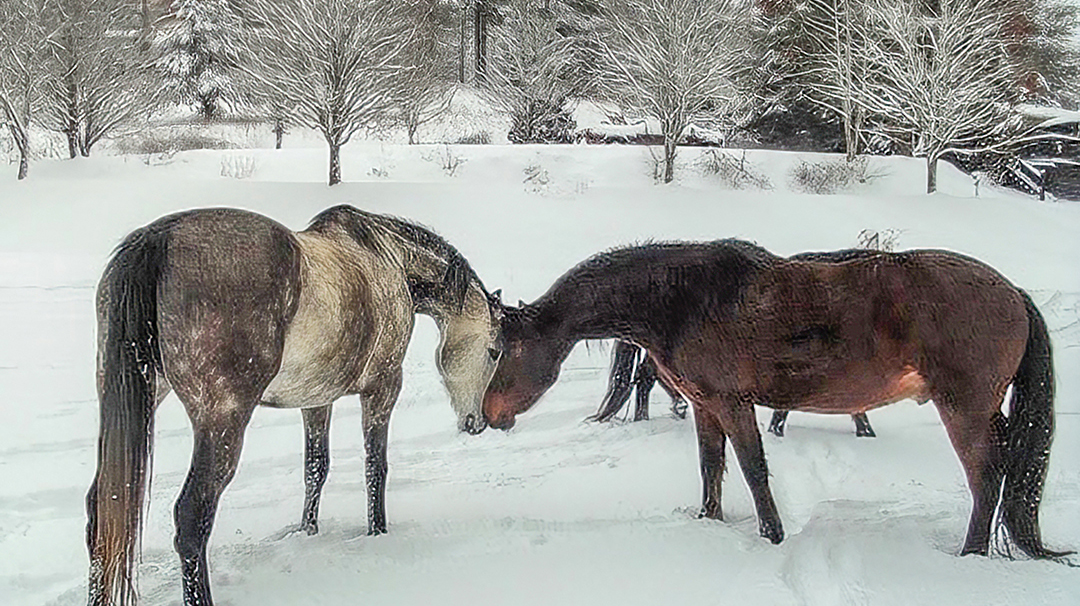 highlands-nc-carpe-diem-snow-horses