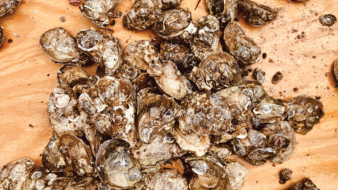 highlands-nc-highlander-mountain-house-oyster-shells