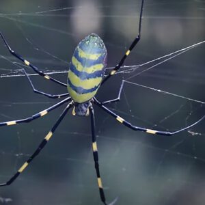 highlands-nc-land-trust-spider