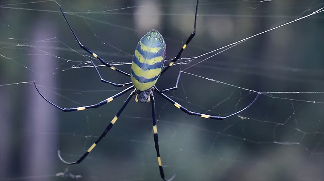 highlands-nc-land-trust-spider