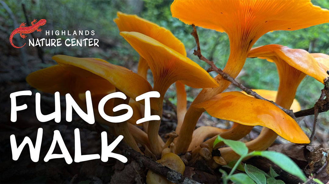 highlands-nc-nature-center-fall-funghi-walk