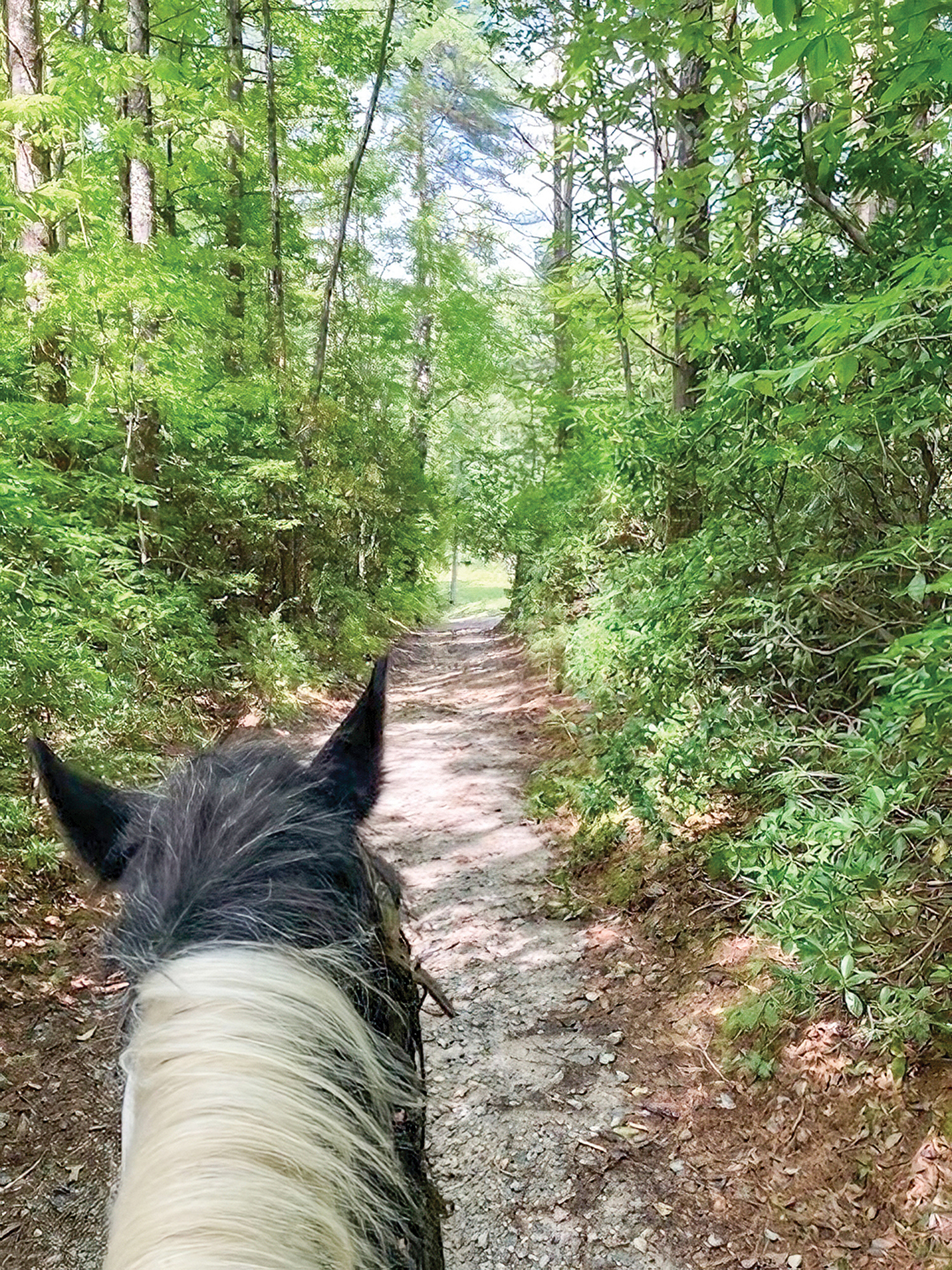 lake-toxaway-horseback-riding-trail