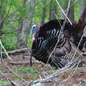 Audubon-Turkey-Wild