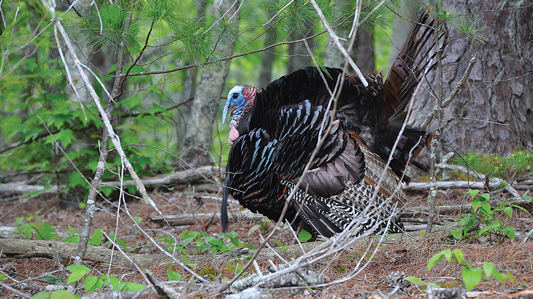 Audubon-Turkey-Wild