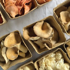 farmers-market-mushrooms