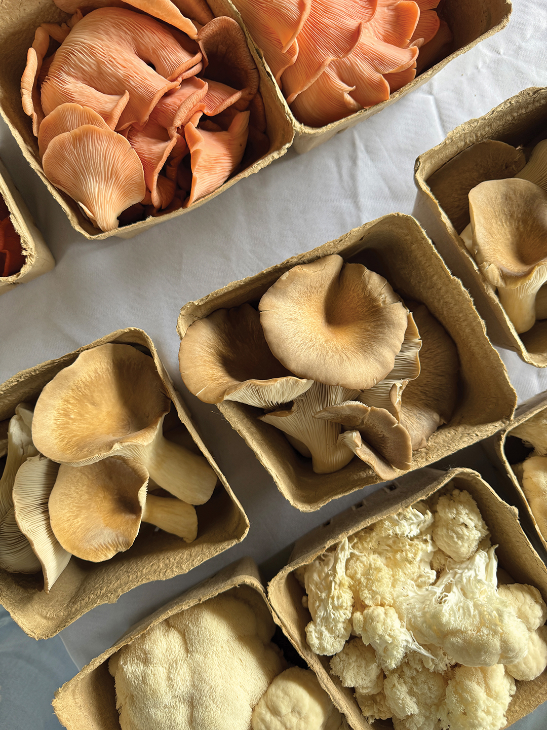 farmers-market-mushrooms